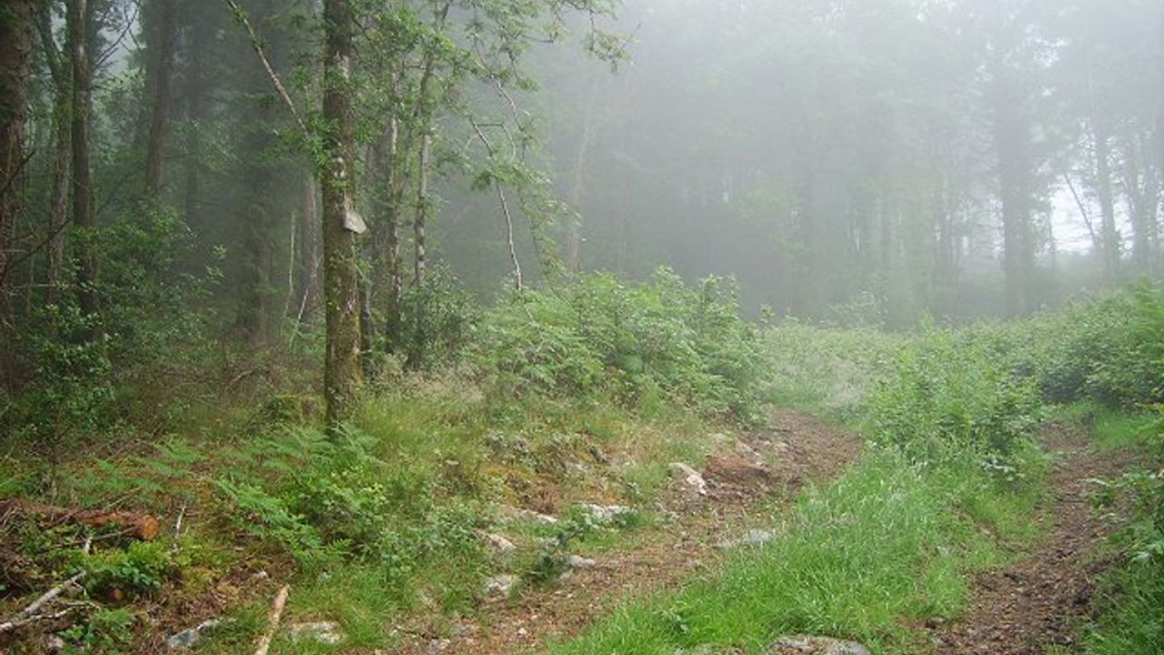 Carrickbyrne Hill Trail image 2