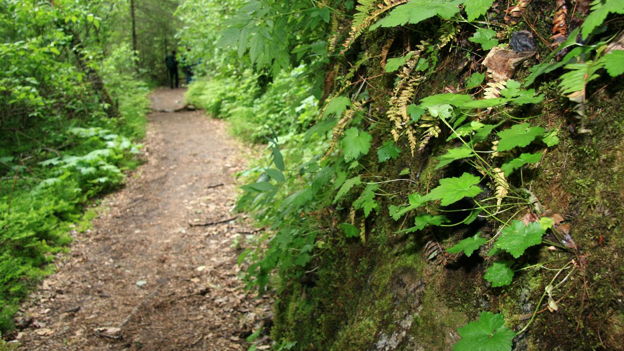 Angel Creek Hill Trail image 2